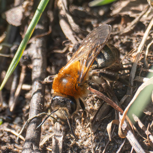 Andrena nitida (Grey-patched Mining Bee).jpg